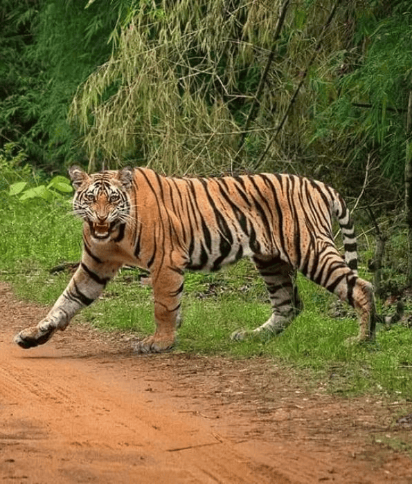 The Fern Hotel Alwar Sariska: Perfect Adventure & Leisure Stay